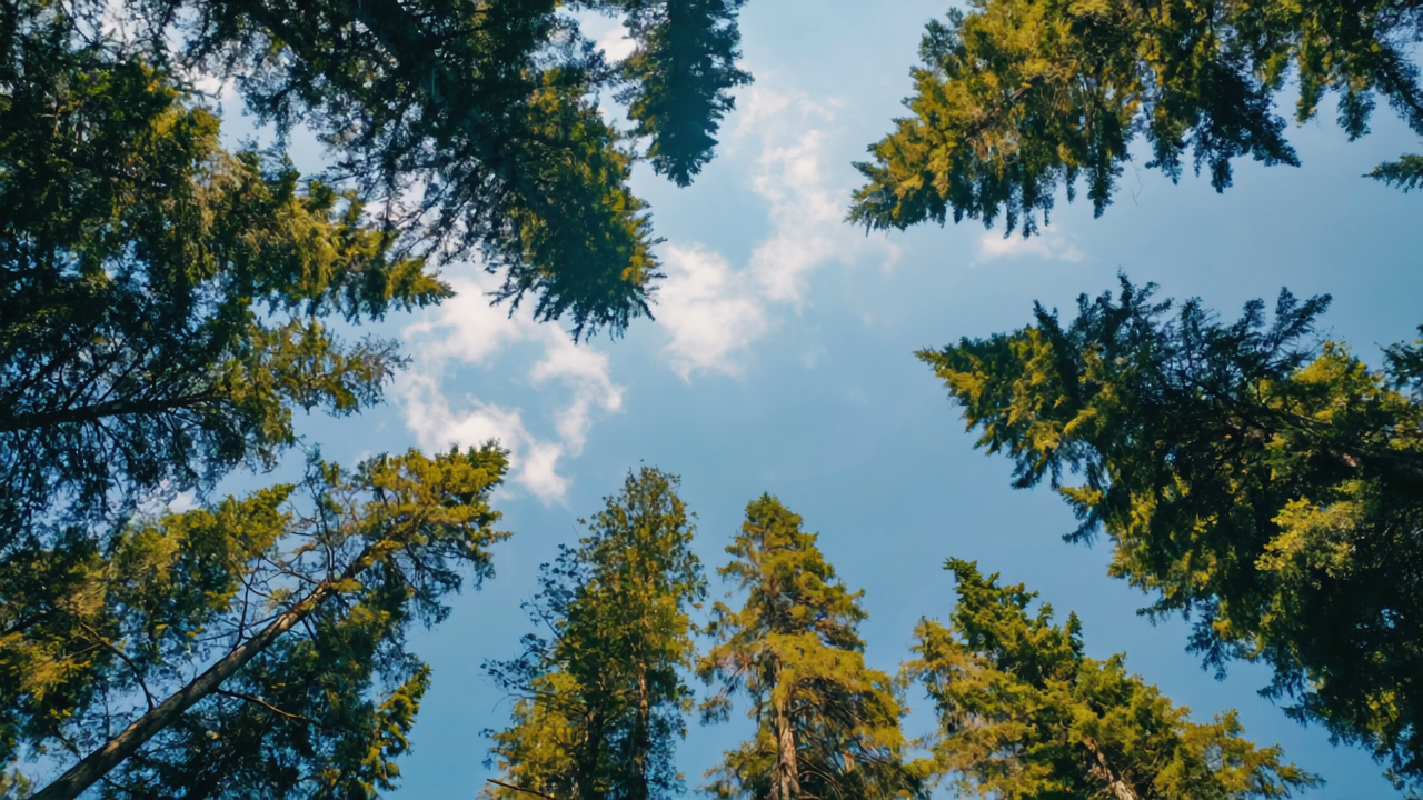 Forest canopy representing carbon absorption and environmental impact
